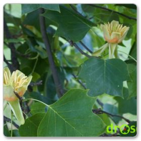 Tulipanowiec amerykański (Liriodendron tulipifera)